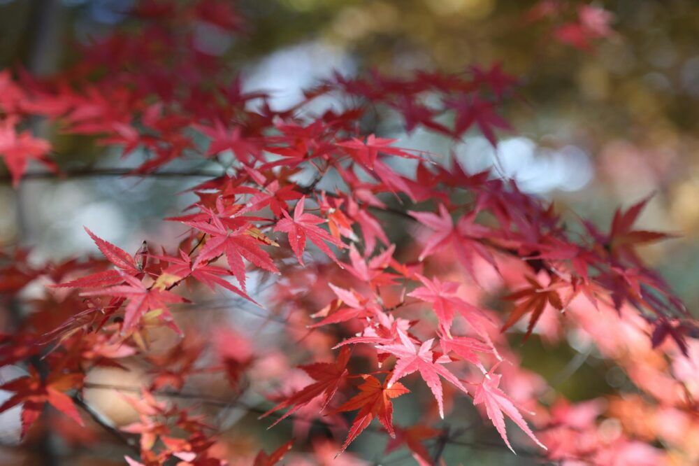 Close-up of vibrant Japanese maple leaves in autumn sunlight showcasing nature's beauty.