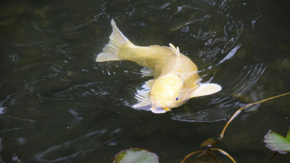 A serene golden koi fish swimming in a tranquil pond in Nagoya, Japan.