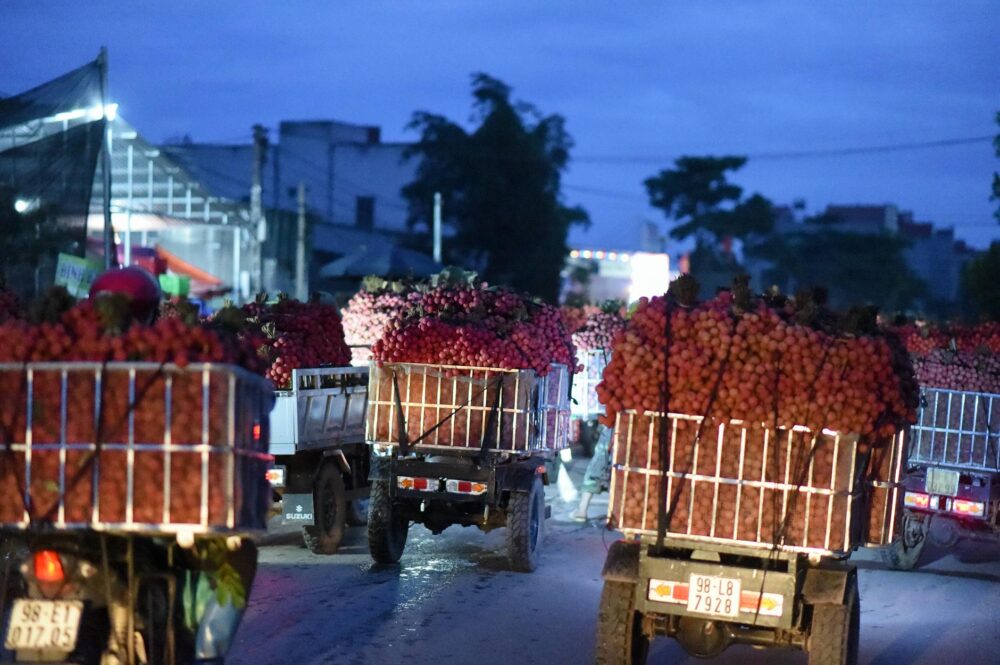 Trucks loaded with ripe lychees during the vibrant nighttime harvest in Lục Ngạn, Bac Giang, Vietnam.