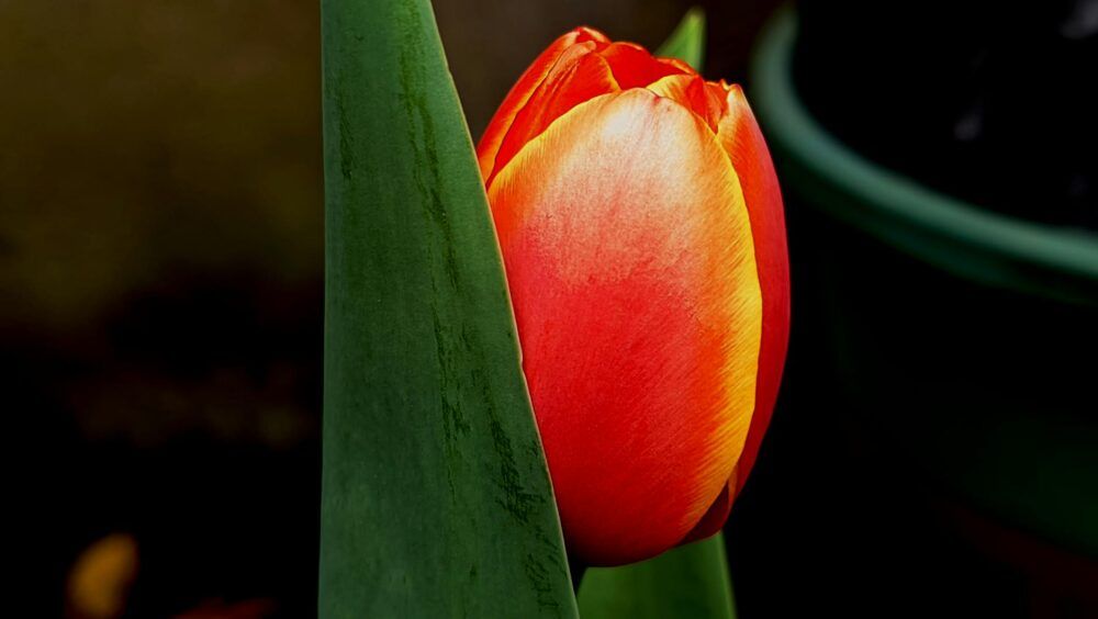 A stunning close-up of a vibrant red tulip blooming in spring, showcasing nature's beauty.