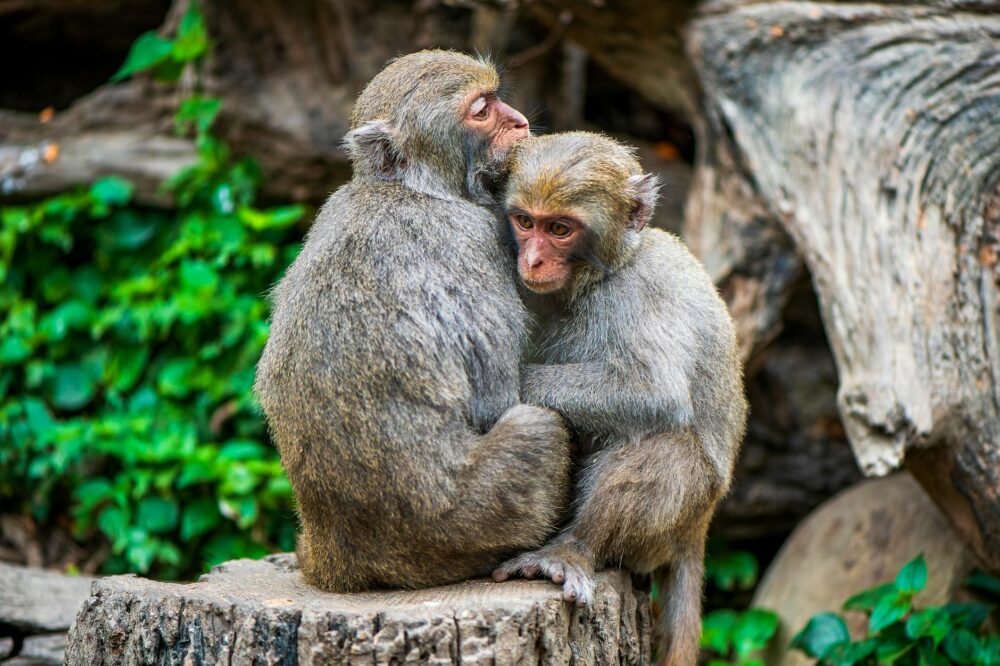 Two monkeys cuddle on a tree stump in Taichung, Taiwan, showcasing affection and natural behavior.