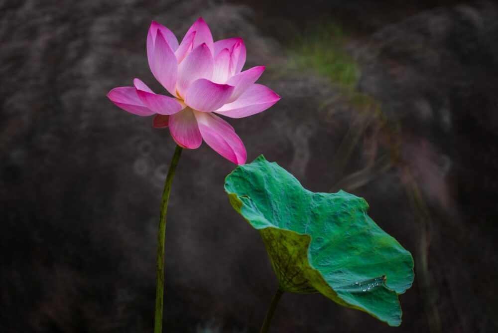 Elegant pink lotus flower in serene outdoor setting, showcasing nature's beauty and tranquility.