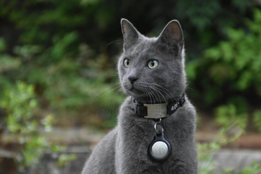 @戶外、夥伴動物、俄羅斯藍的免費圖庫相片