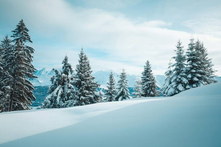 12寸厚的雪，4k森林，8小時的雪的免費圖庫相片