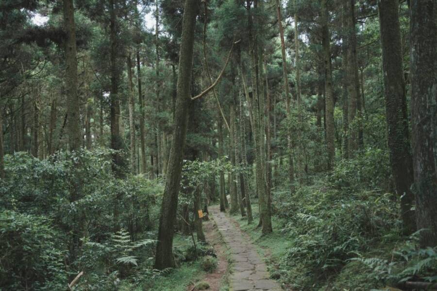 Explore a tranquil forest trail in Taipei