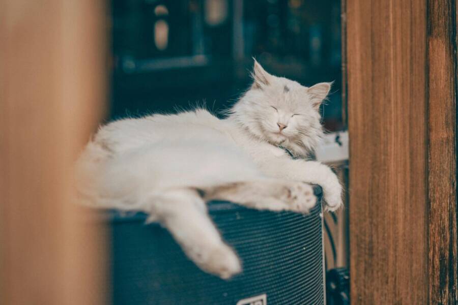 A serene white cat relaxing on a speaker, indoors