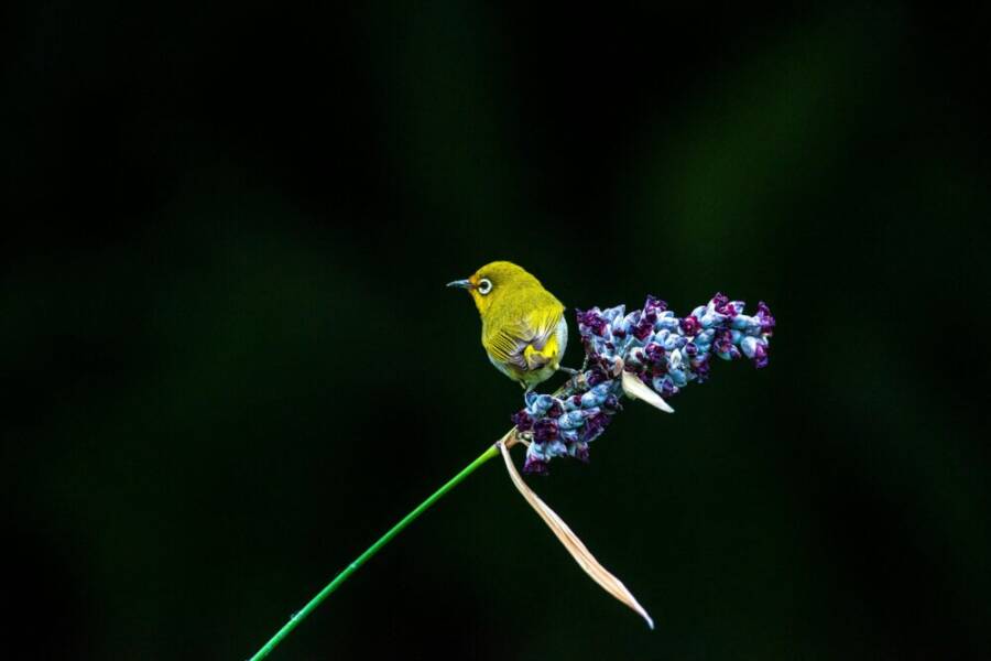 A vibrant Warbling White-eye perched on deep blue flowers in Taipei