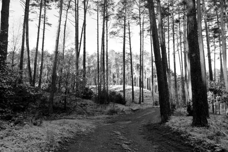 A tranquil path through a dense pine forest