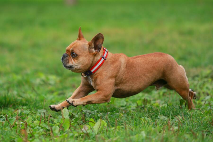 Energetic French Bulldog running outdoors on a grassy field